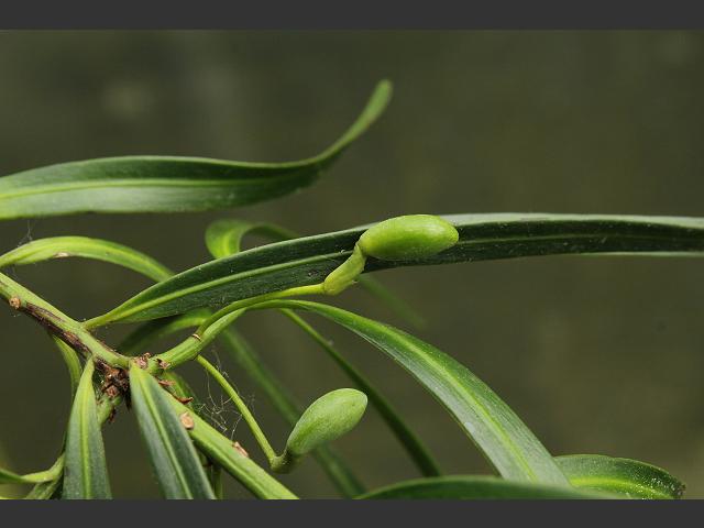 Podocarpus salignus Willowleaf Podocarp Podocarpaceae Images