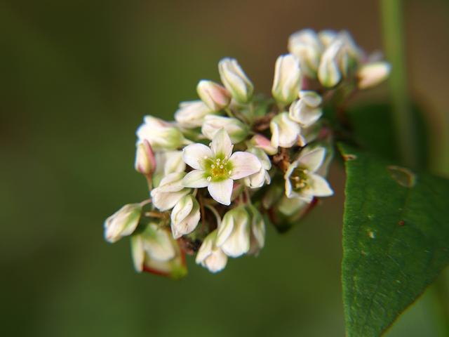 Fagopyrum esculentum Buckwheat Polygonaceae Images