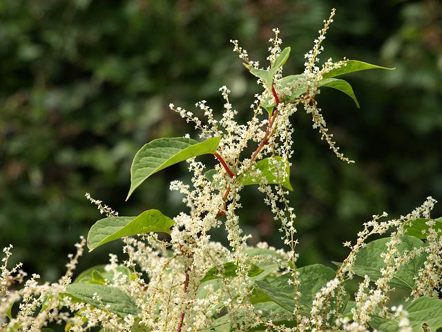 Fallopia japonica Japanese Knotweed Polygonaceae Images