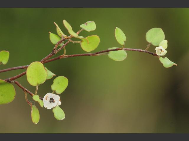 Muehlenbeckia complexa Wire Plant, Wire or Maidenhair Vine Polygonaceae Images