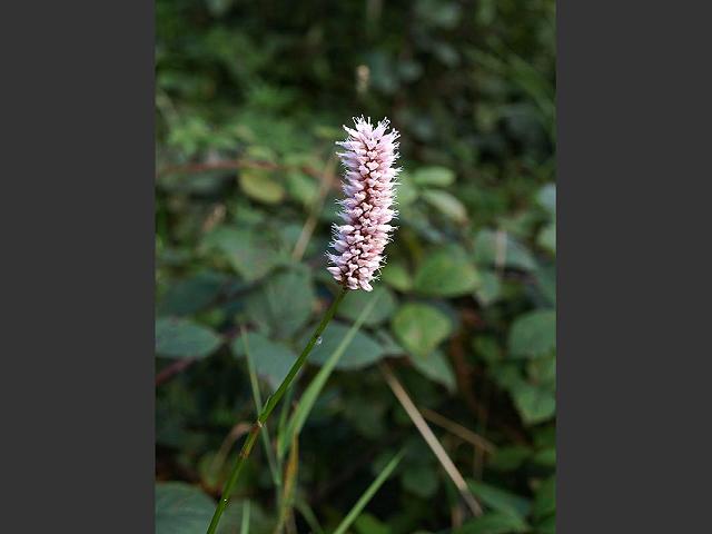 Persicaria bistorta Common Bistort Polygonaceae Images