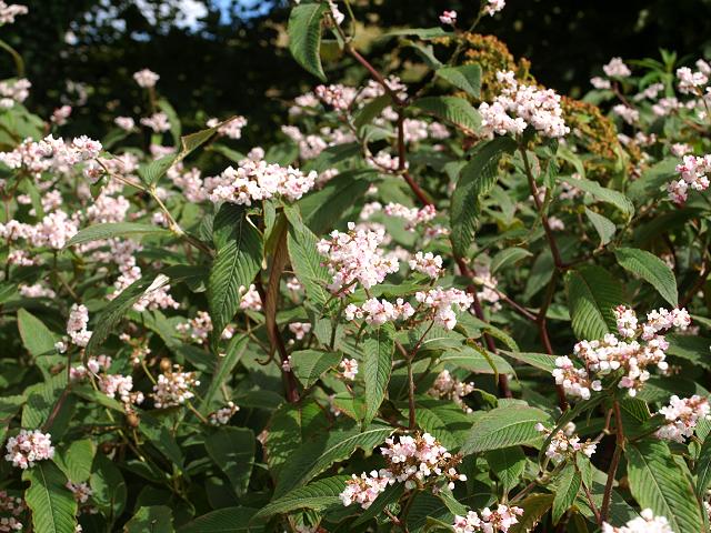 Persicaria campanulata Lesser Knotweed Polygonaceae Images