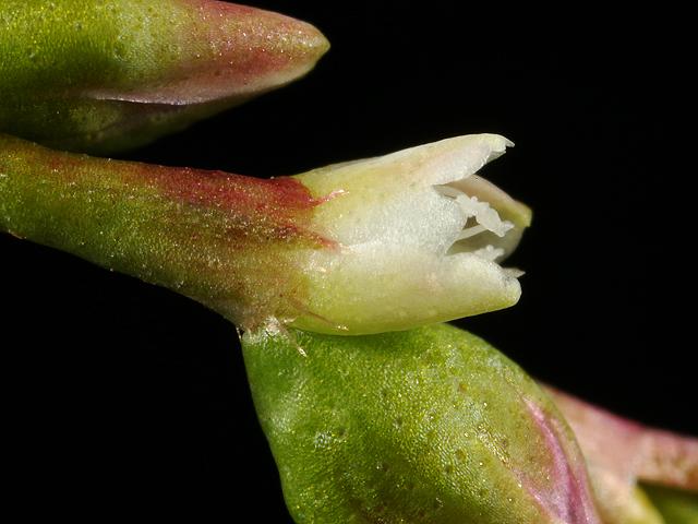 Persicaria hydropiper Water Pepper Polygonaceae Images