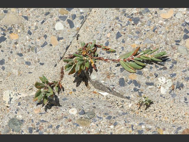 Polygonum maritimum Sea Knotgrass Polygonaceae Images