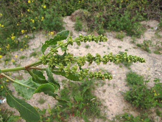 Rumex frutescens Argentine Dock Polygonaceae Images