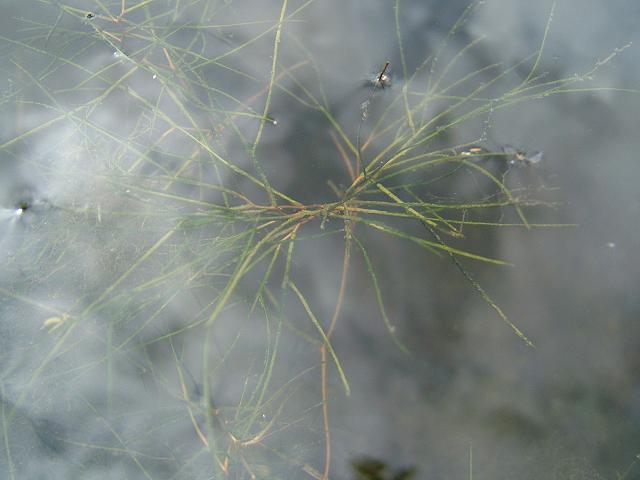 Potamogeton pectinatus Fennel Pondweed Potamogetonaceae Images