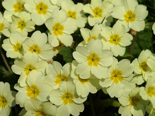 Primula vulgaris Primrose Primulaceae Images