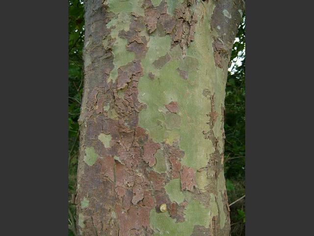 Platanus x hybridus London Plane Proteaceae Images