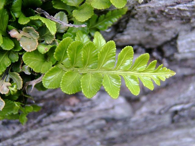 Asplenium marinum Sea Spleenwort Fern Images
