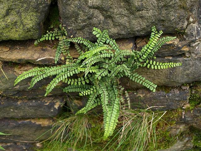 Asplenium trichomanes subspecies quadrivalens Maidenhair Spleenwort Fern Images