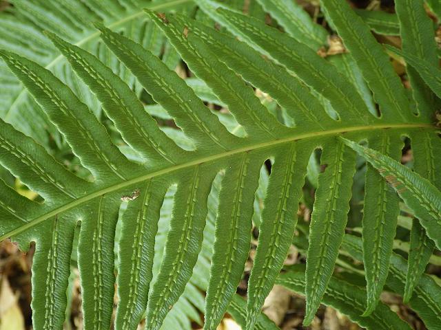 Woodwardia radicans European Chain Fern Images