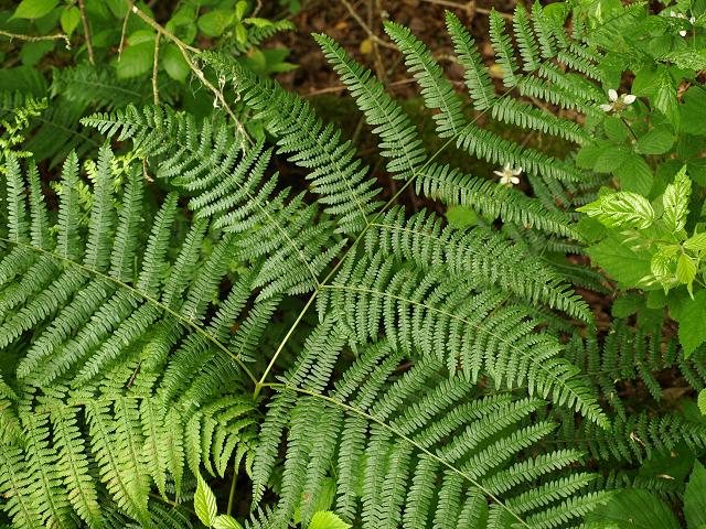 Pteridium aquilinum Bracken Fern Images