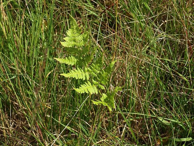 Dryopteris carthusiana Narrow Buckler Fern Images