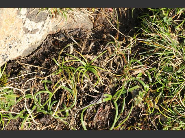 Isoetes histrix Land Quillwort Images