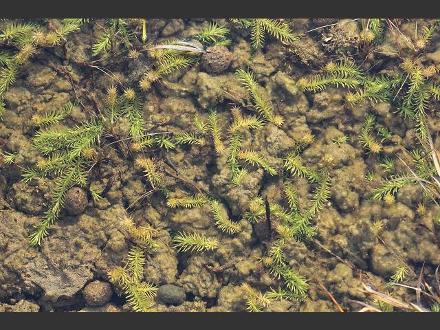 Lycopodiella inundata Marsh clubmoss Images