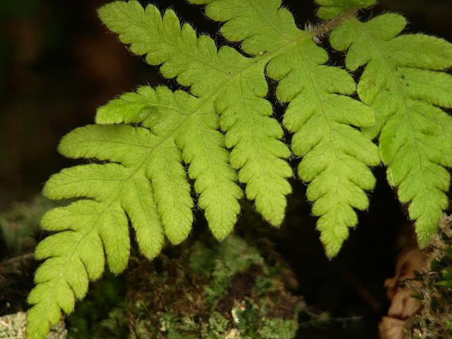 Phegopteris connectilis Beech Fern Images
