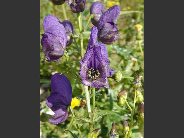 Aconitum x cammarum Monks hood Ranunculaceae Images