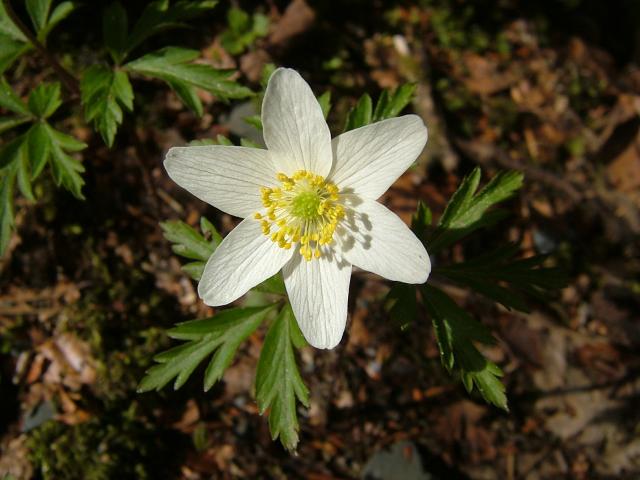 Anemone nemerosa Wood Anemone Ranunculaceae Images