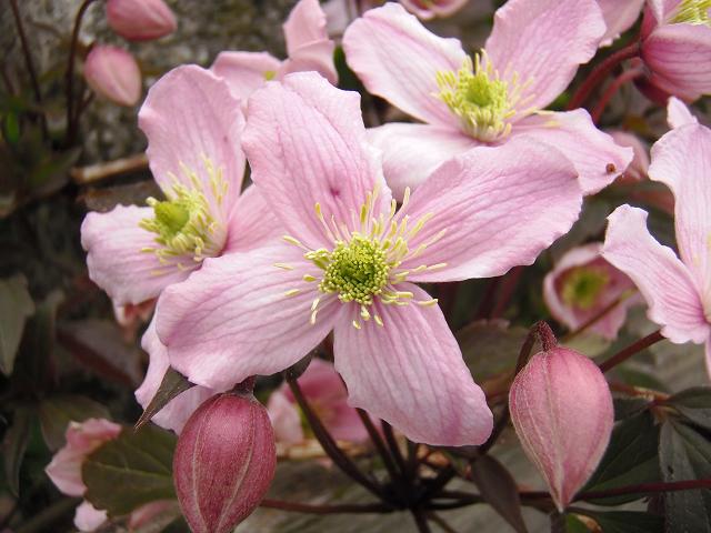 Clematis montana Himalayan Clematis Ranunculaceae Images