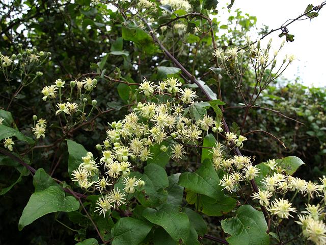 Clematis vitalba Travellers Joy Ranunculaceae Images