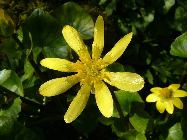 Ficaria verna subspecies chrysocephalus Lesser Celandine Ranunculaceae Images