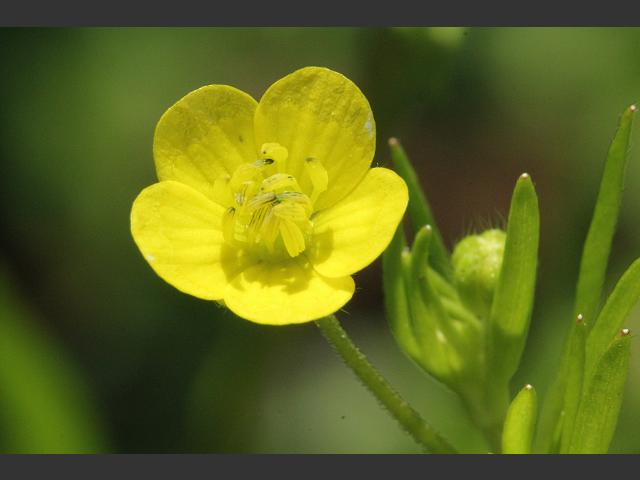 Ranunculus arvensis Corn Buttercup Ranunculaceae seed flower Images