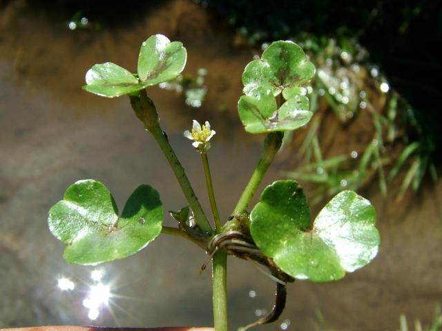 Ranunculus hederaceus Ivy-leaved Crowfoot Ranunculaceae Images