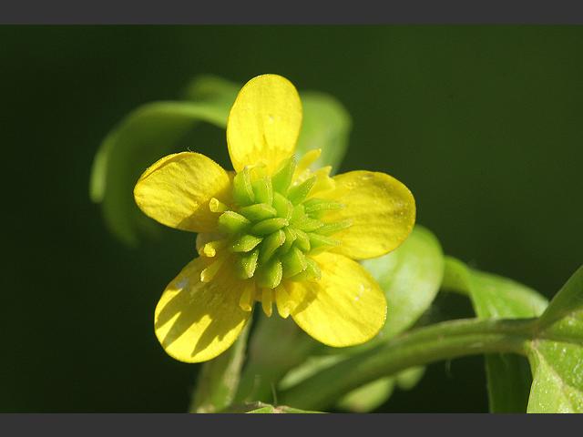 Ranunculus muricatus Rough fruited Scilly Buttercup Ranunculaceae Images