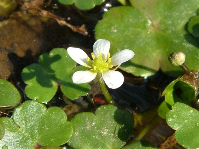 Ranunculus omiophyllus Round leaved Crowfoot Ranunculaceae Images