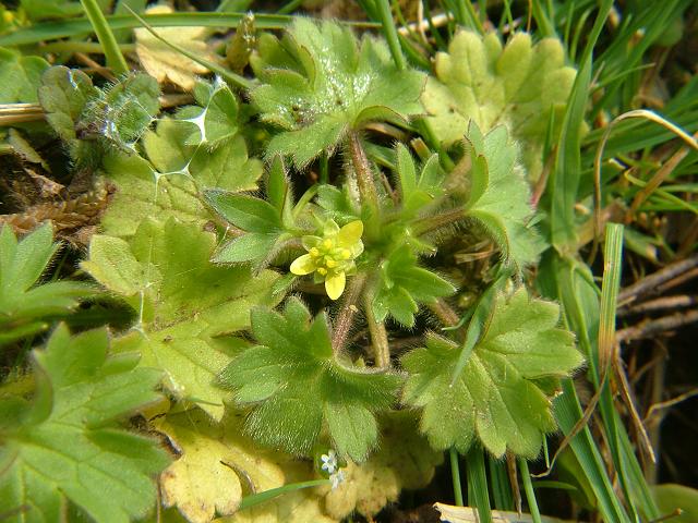 Ranunculus parviflorus Small flowered Buttercup Ranunculaceae Images