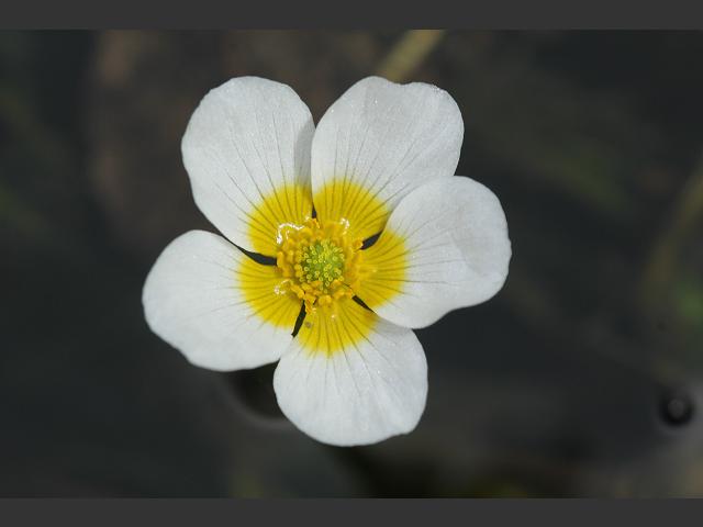 Ranunculus penicillatus subspecies pseudofluitans Stream Water Crowfoot