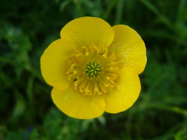 Ranunculus repens Creeping Buttercup Ranunculaceae Images