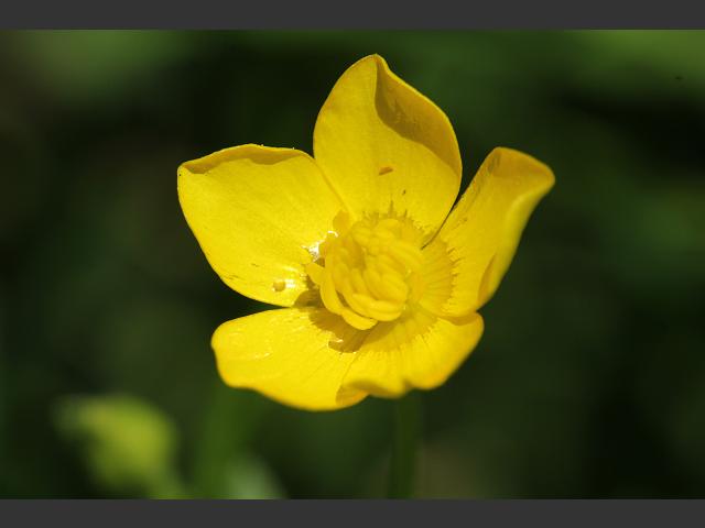 Ranunculus sardous Hairy Buttercup Ranunculaceae Images