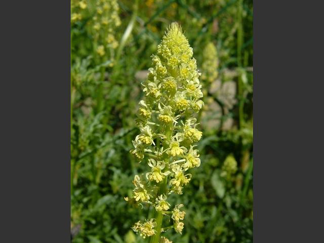 Reseda lutea Wild Mignonette Resedaceae Images
