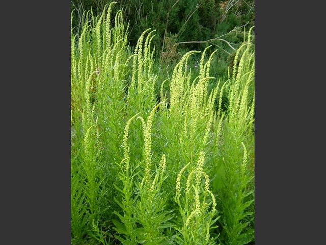 Reseda luteola Weld Resedaceae Images