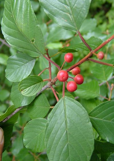 Rhamnaceae Buckthorn Family