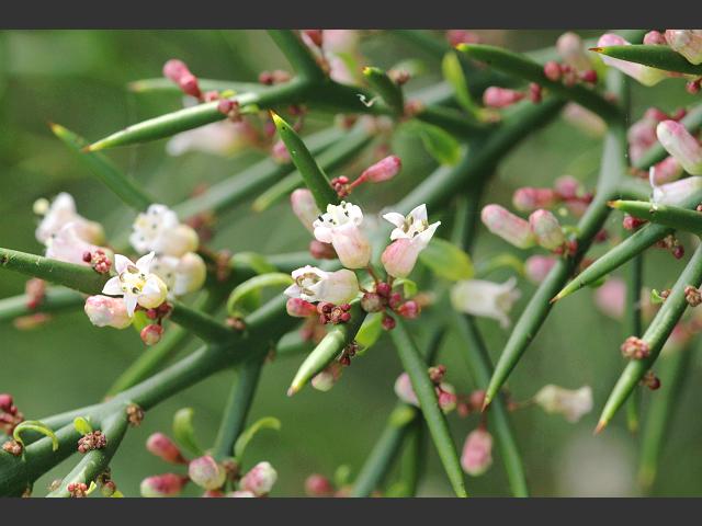 Colletia armata Barbed Wire Bush Rhamnaceae Images