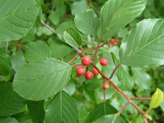 Frangula alnus Alder Buckthorn Rhamnaceae Images
