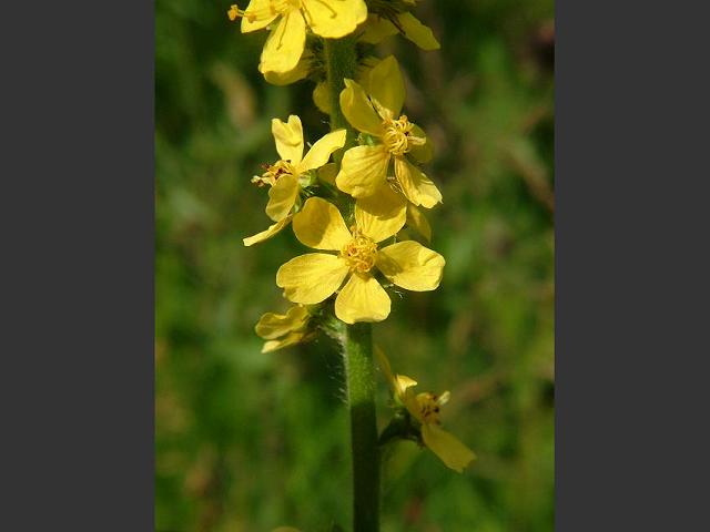 Agrimonia eupatoria Agrimony Rosaceae Images
