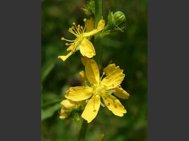Agrimonia procera Fragrant Agrimony Rosaceae Images