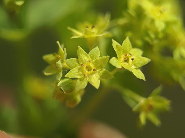 Alchemilla mollis Ladys Mantle Rosaceae Images