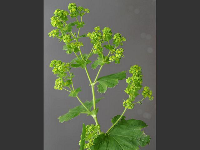 Alchemilla xanthochlora Intermediate Ladys Mantle Rosaceae Images