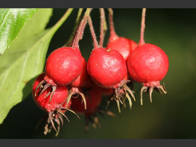 Crataegus crus-galli Cockspurthorn Rosaceae Images