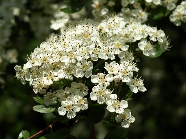 Crataegus monogyna Hawthorn Rosaceae Images