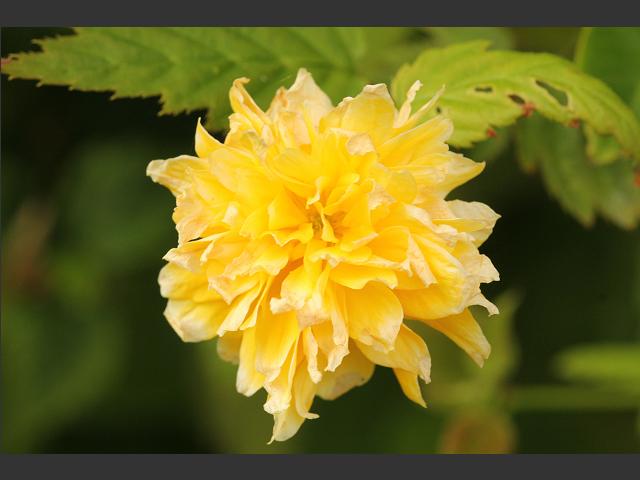 Kerria japonica Pleniflora Batchelors Buttons Rosaceae Images