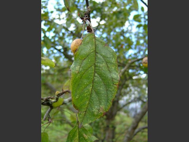 Malus sylvestris Crab Apple Rosaceae Images