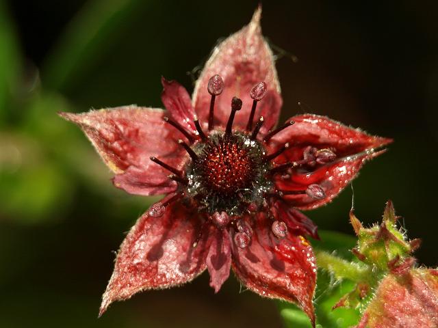 Potentilla palustris Marsh Cinquefoil Rosaceae Images