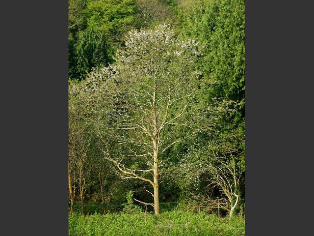 Prunus avium Wild Cherry Sweet Cherry or Gean Rosaceae Images