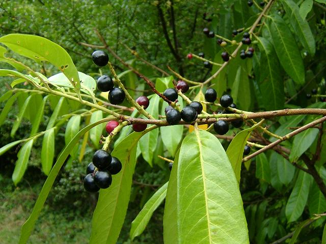 Prunus laurocerasus Cherry Laurel Rosaceae Images