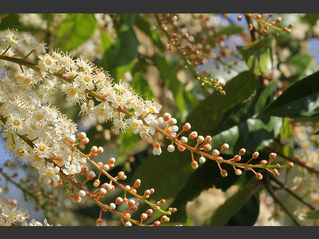 Prunus padus European Bird Cherry Rosaceae Images